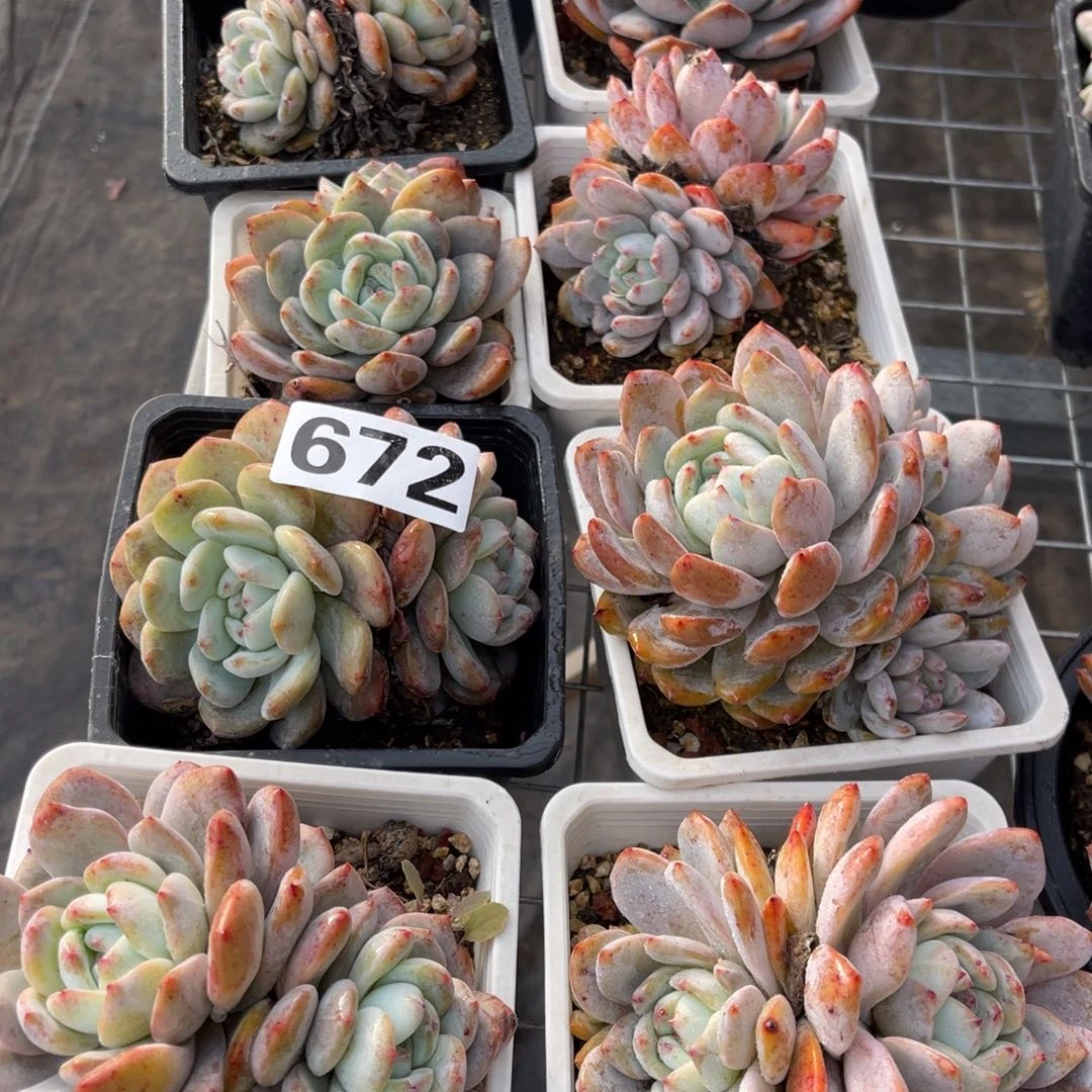 672号10颗45元1144888