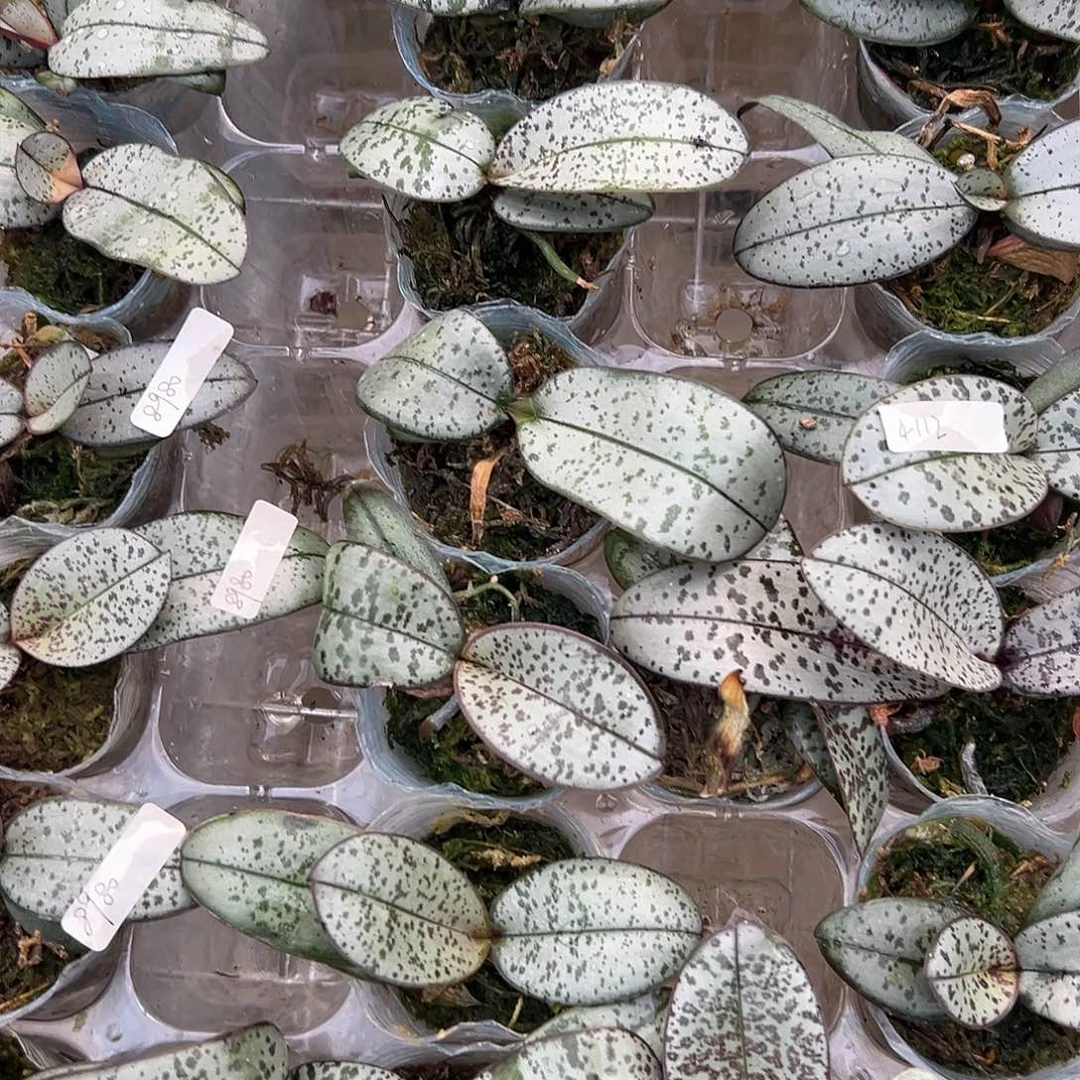 嗯***…当前无花栽培后可以开花超银叶盲盒1.7组合3棵根少