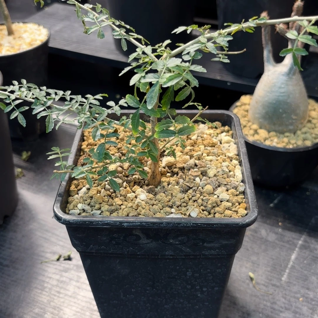 木悟*  黧乳香带盆土。