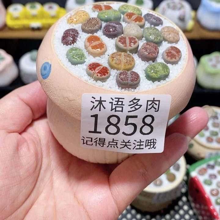 带盆土植物 一物一拍1858