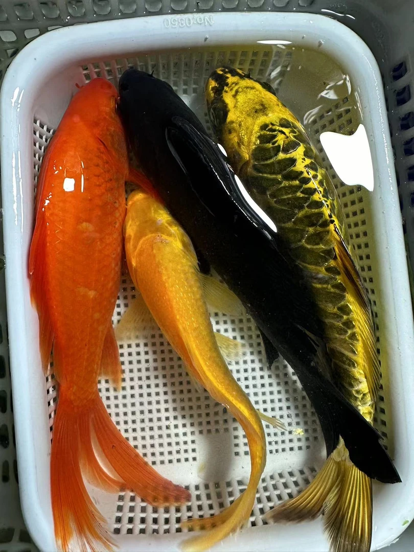 【10-12厘米2黄1黑1红草1兰花共5条】锦鲤鱼冷水淡水好养耐活