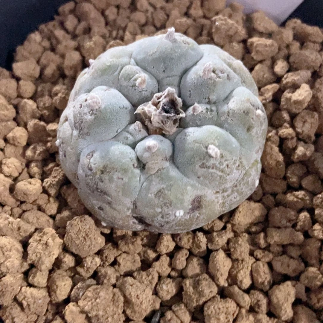 五刺的品种，现在是