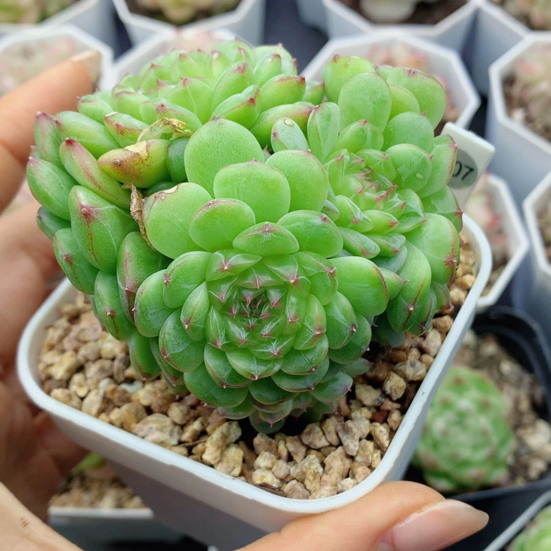 哈哈58包邮  群生不包整207