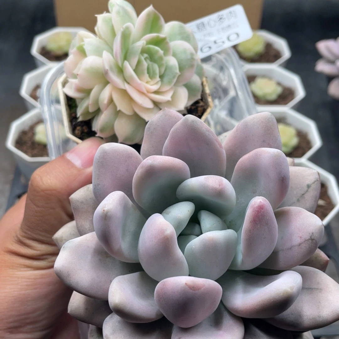 云糖心多肉植物650