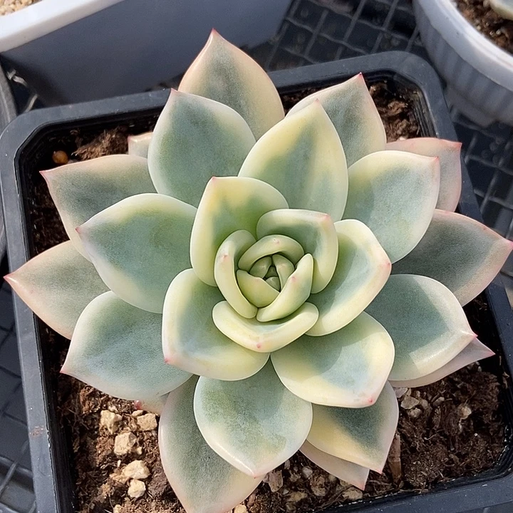 伊丽莎白锦大单头