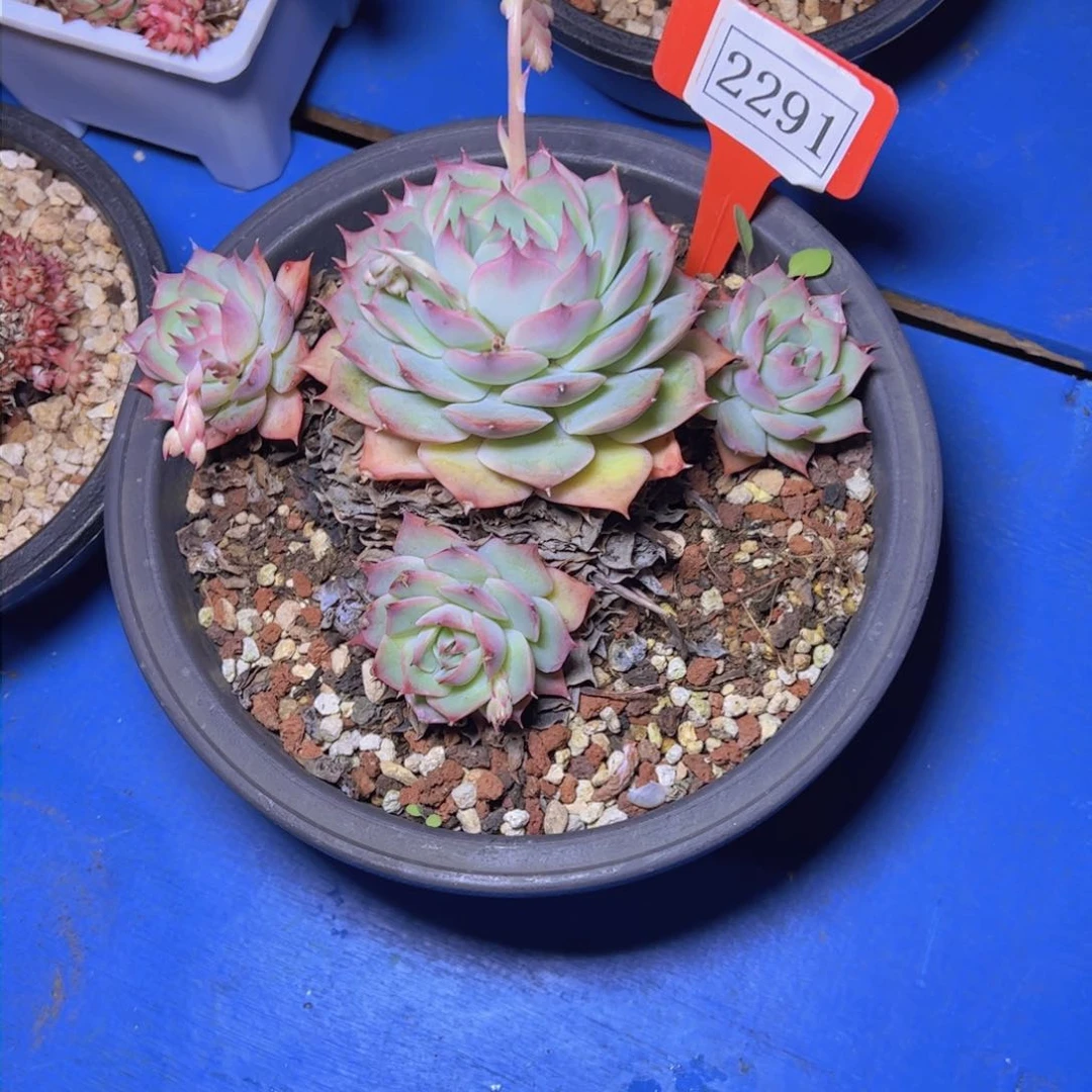 绿**风粉色提示2291多肉植物