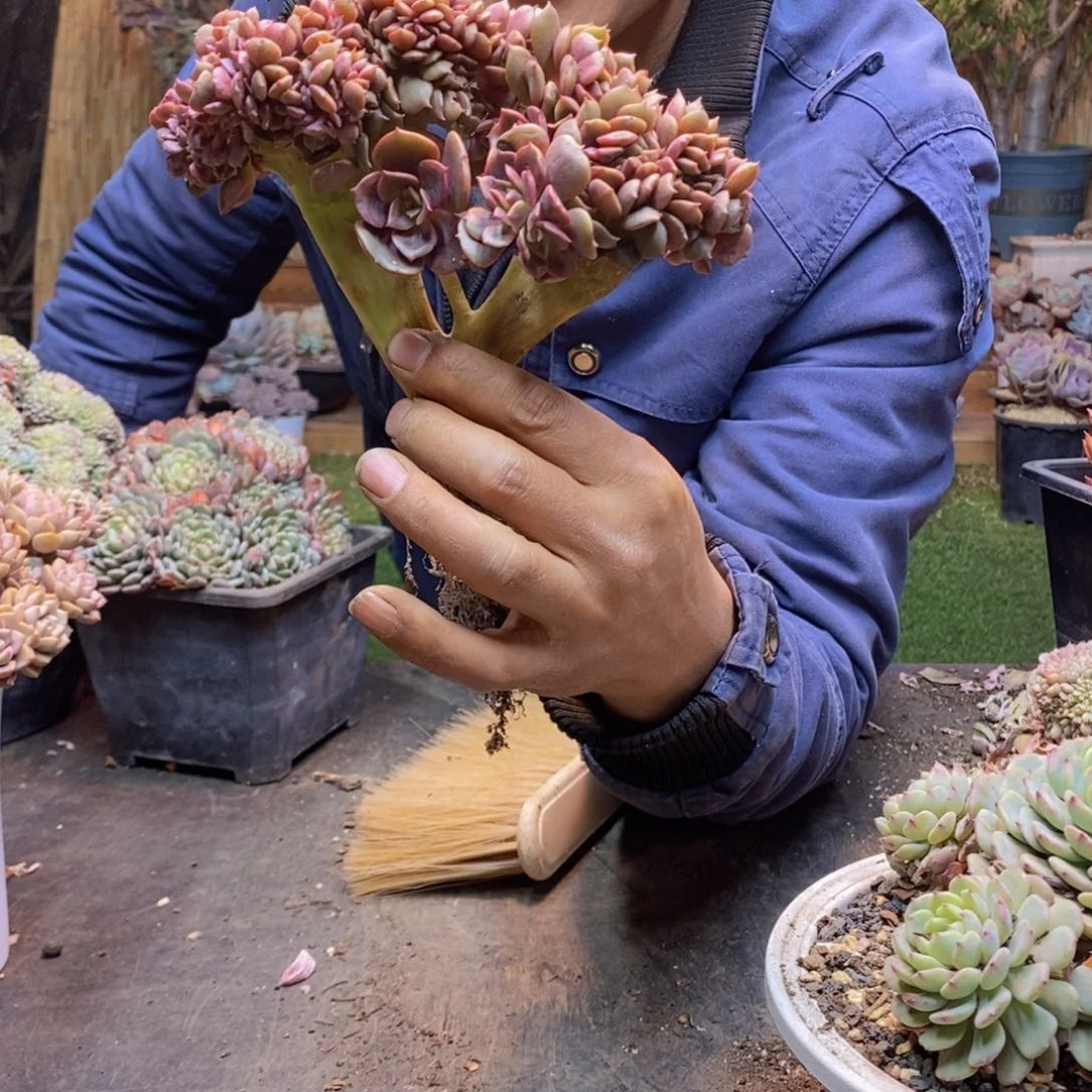 ?****？103大红袍多肉植物