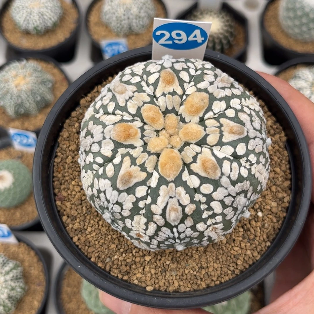 294实生盾V字兜带盆带土