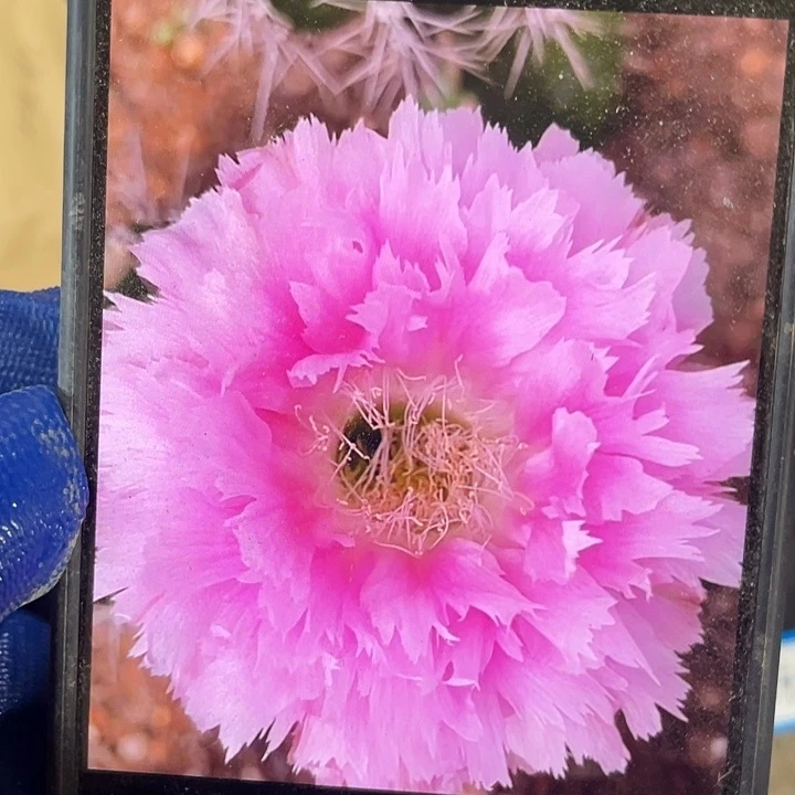 云锦侧芽歪4公分以上满18包邮