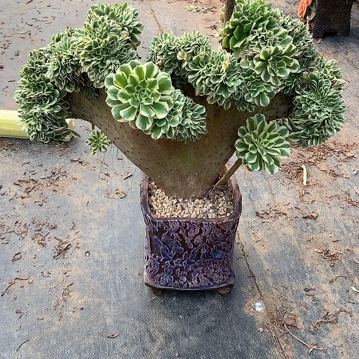 迈巴赫阴阳脱土发货