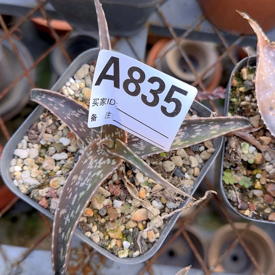 【闪购商品】b***k块根植物