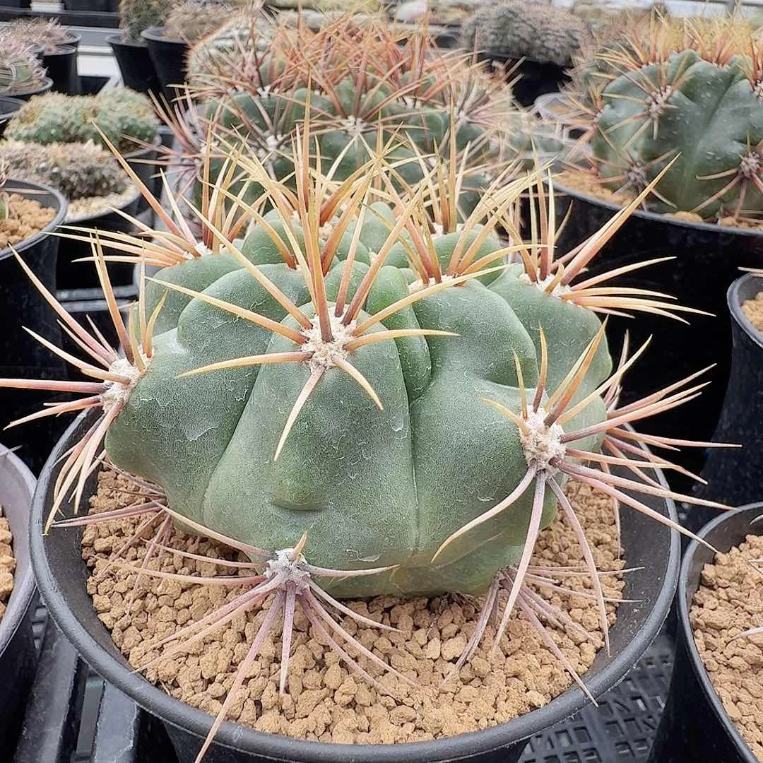 实生强刺纹美玉脱土发货