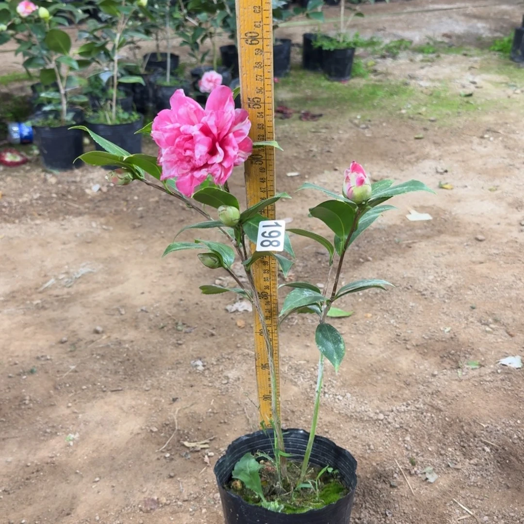 少量花朵（建议范围：2朵-5朵 或40%以下）198斑林修