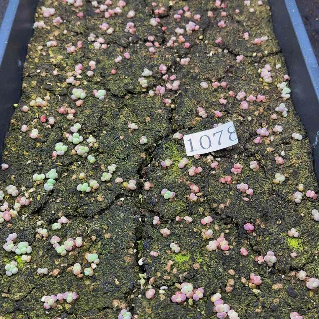 多肉植物多肉植物1078