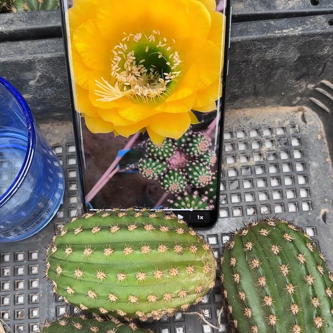 毛花碧玉皇冠无根侧牙20包邮