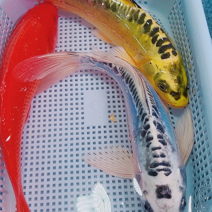 锦鲤锦鲤冷水观赏鱼