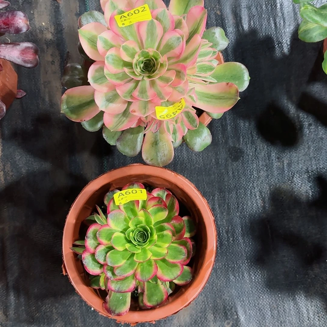 组合香妃奶白602601