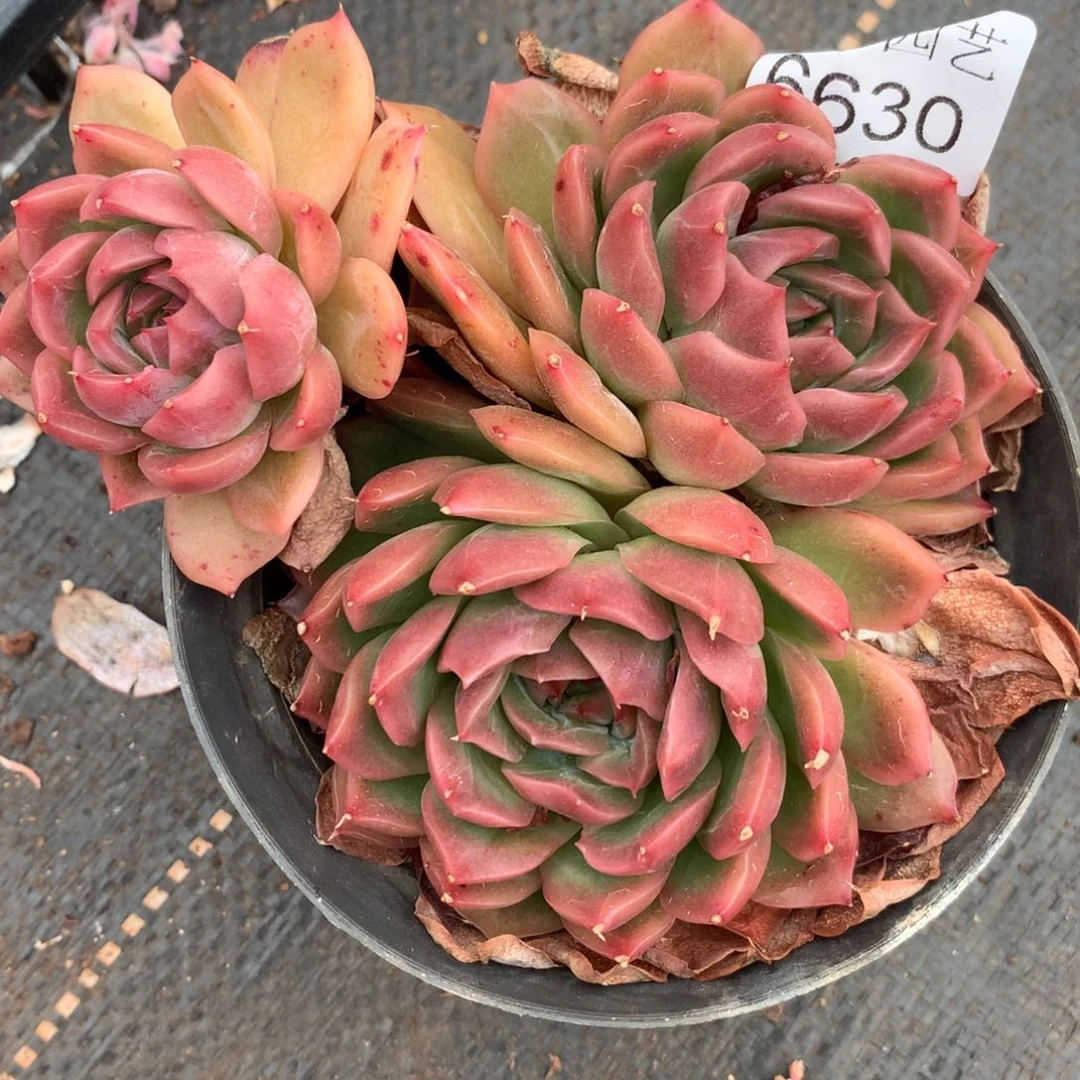 盛*6630杂交精品基地12厘米