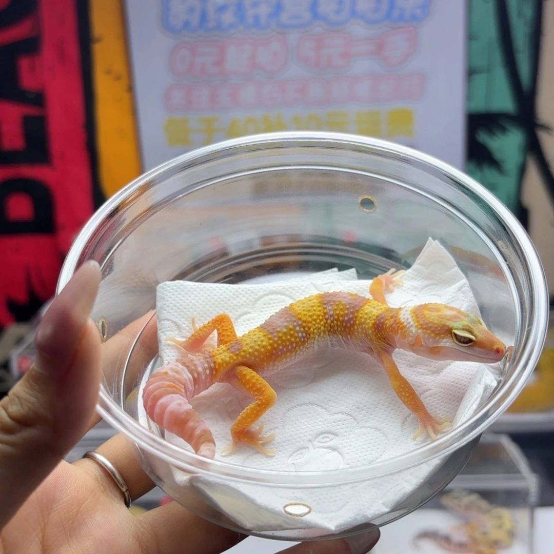 豹纹守宫白黄川普妹妹a004