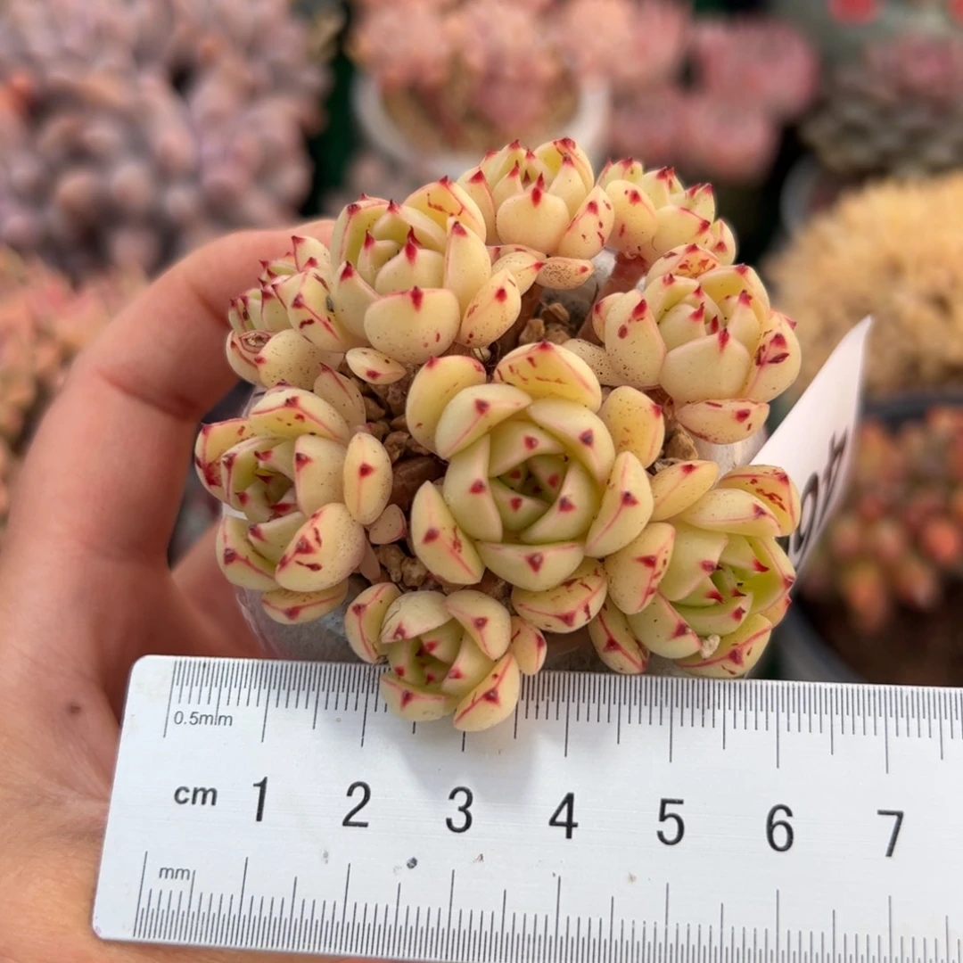 紫*兰468 多肉植物组合
