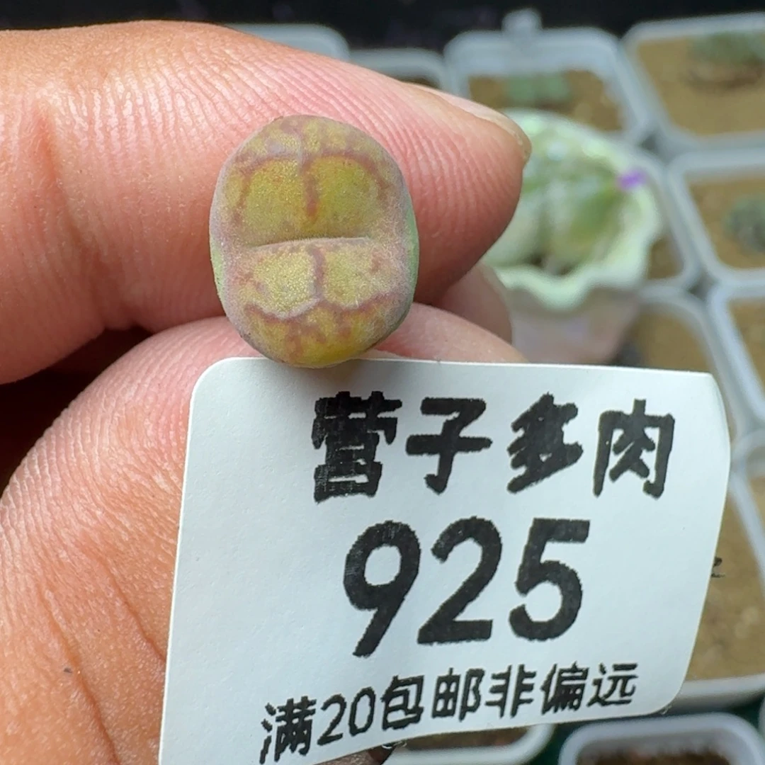 毛杂