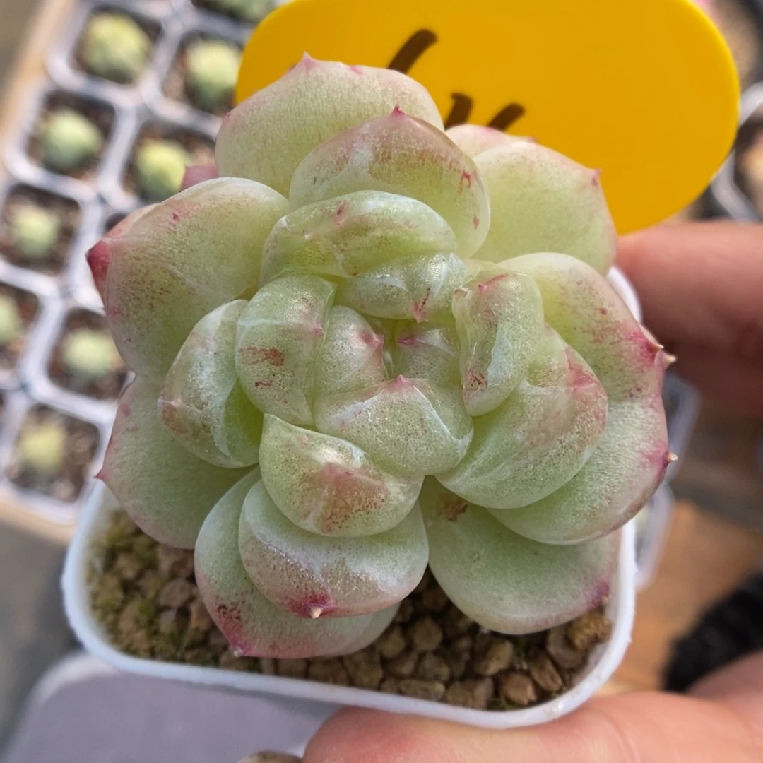 财富密码石化614号。