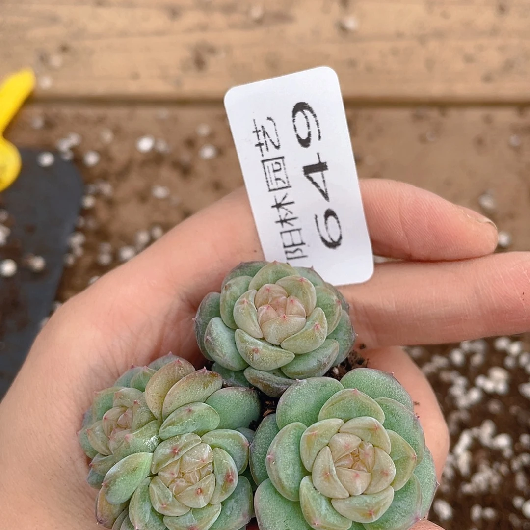 多肉植物多肉植物649