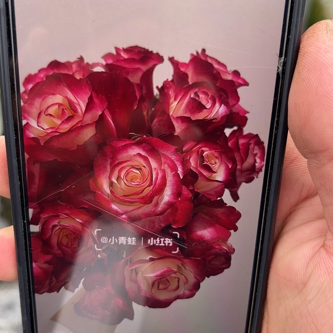 无花朵——-红唇 月季 福利