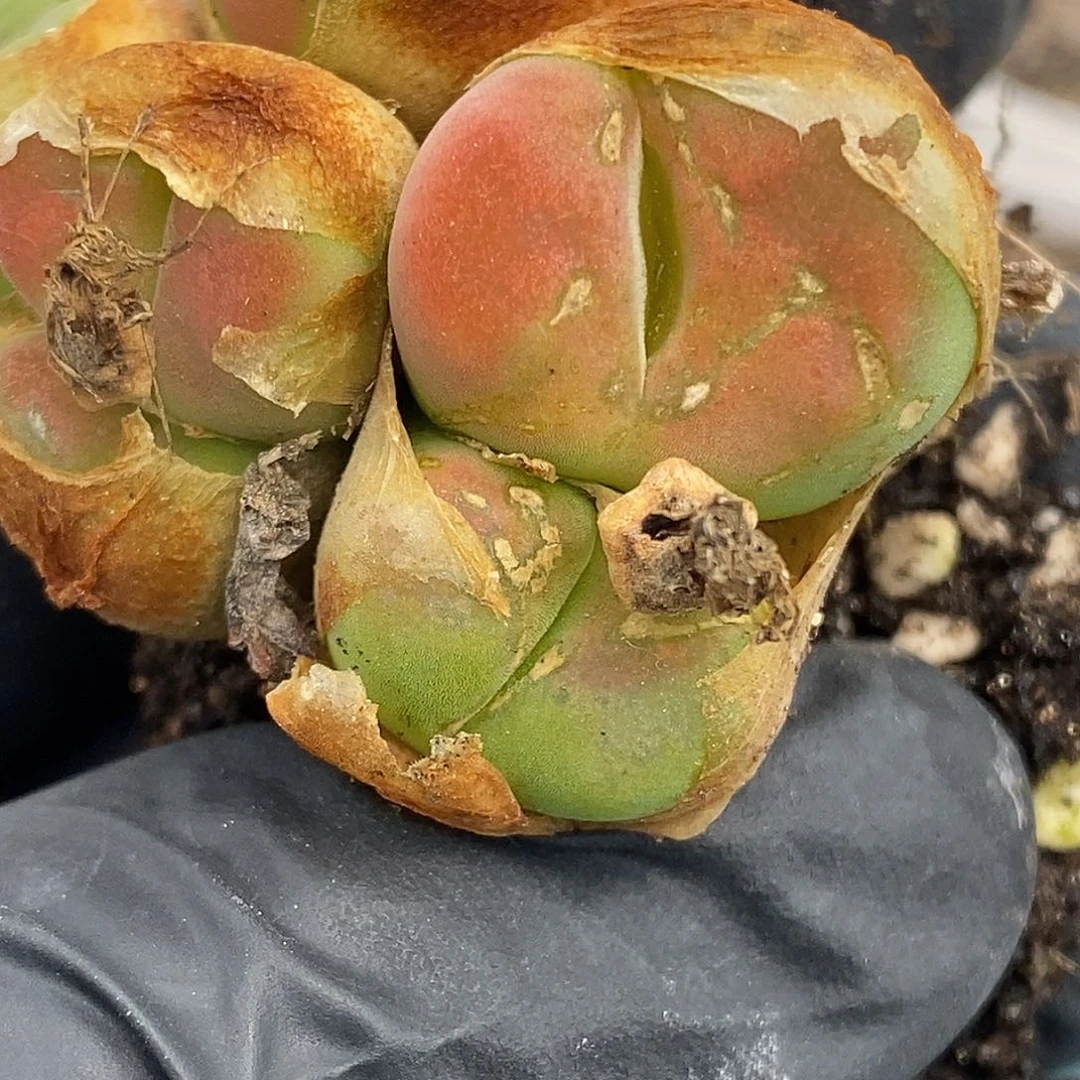 桃喜花园0510-11蟠桃福利