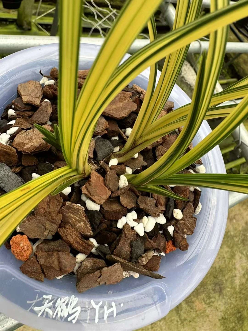 陈氏国兰直播间人工种植兰花一物一拍