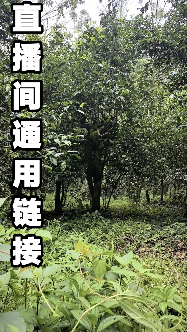 那卡普洱熟茶散茶250g