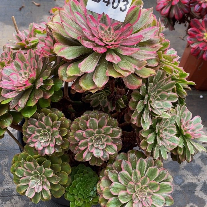 多肉法师都403号玲珑不包损