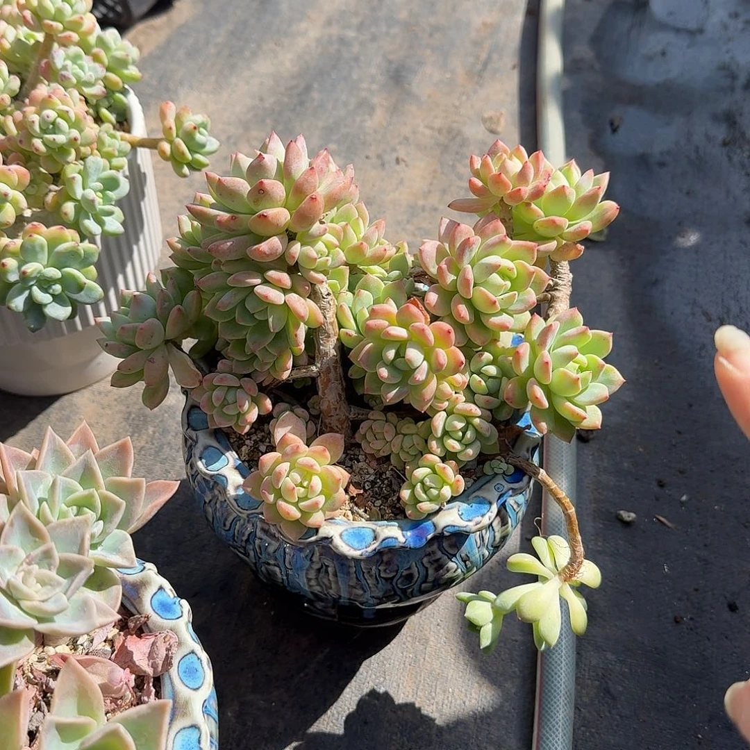 望舒带盆多肉植物