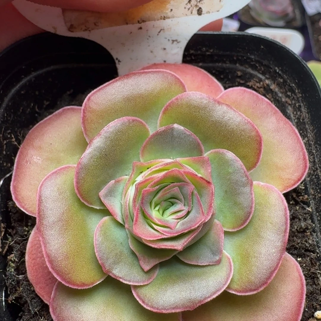 楹楹-133冠幅  4Cm