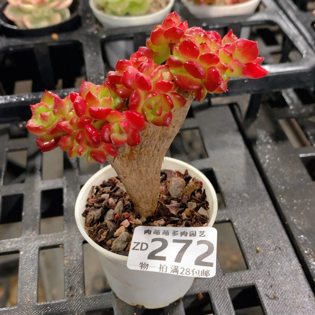 肉萌萌拇指盆精控多肉ZD272