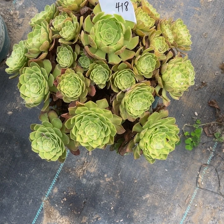 418多肉植物法师老庄