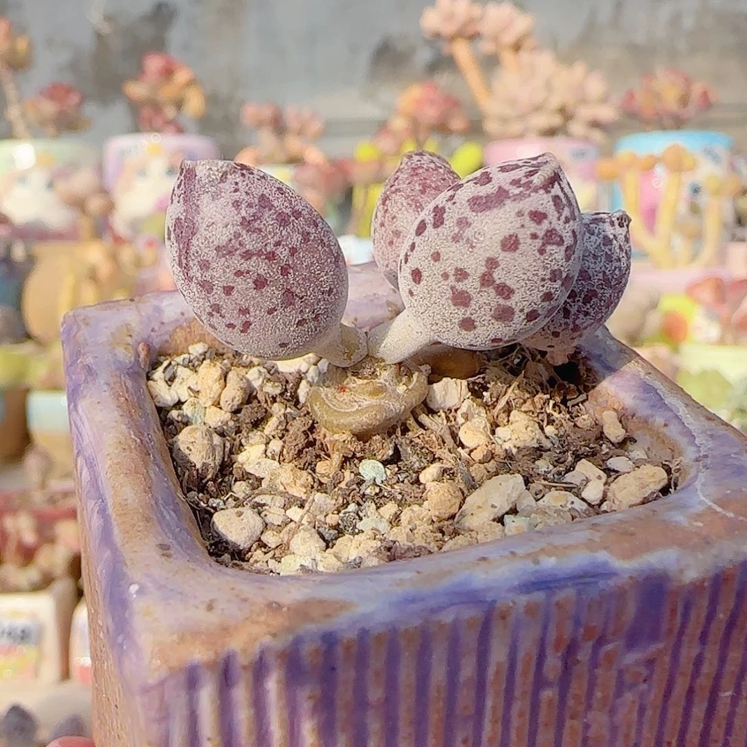 双头达摩白丸 盆口4cm