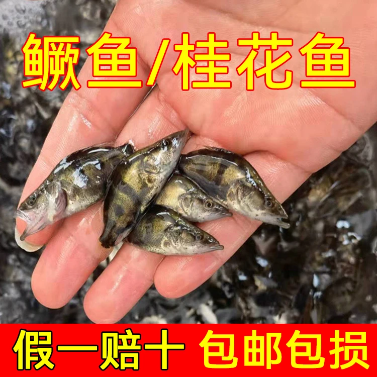鳜鱼桂花鱼观赏鱼淡水凶猛白鳜翘嘴鳜