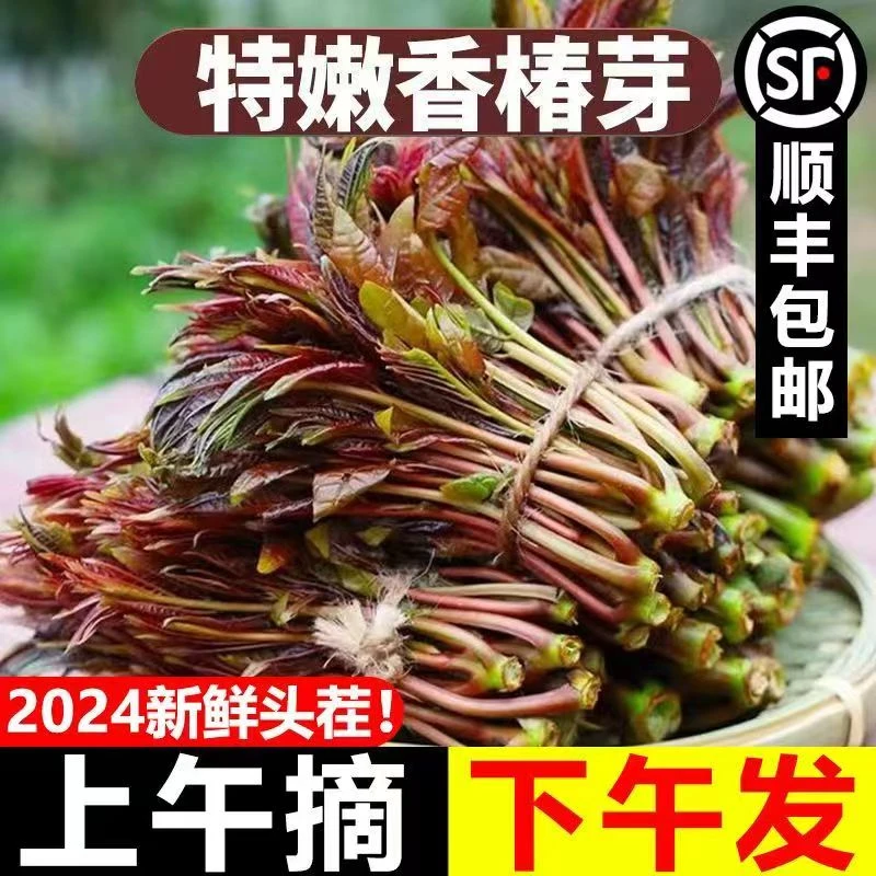 2025头茬香椿露天鲜香春芽野生红油春芽新鲜现摘应季蔬菜包邮