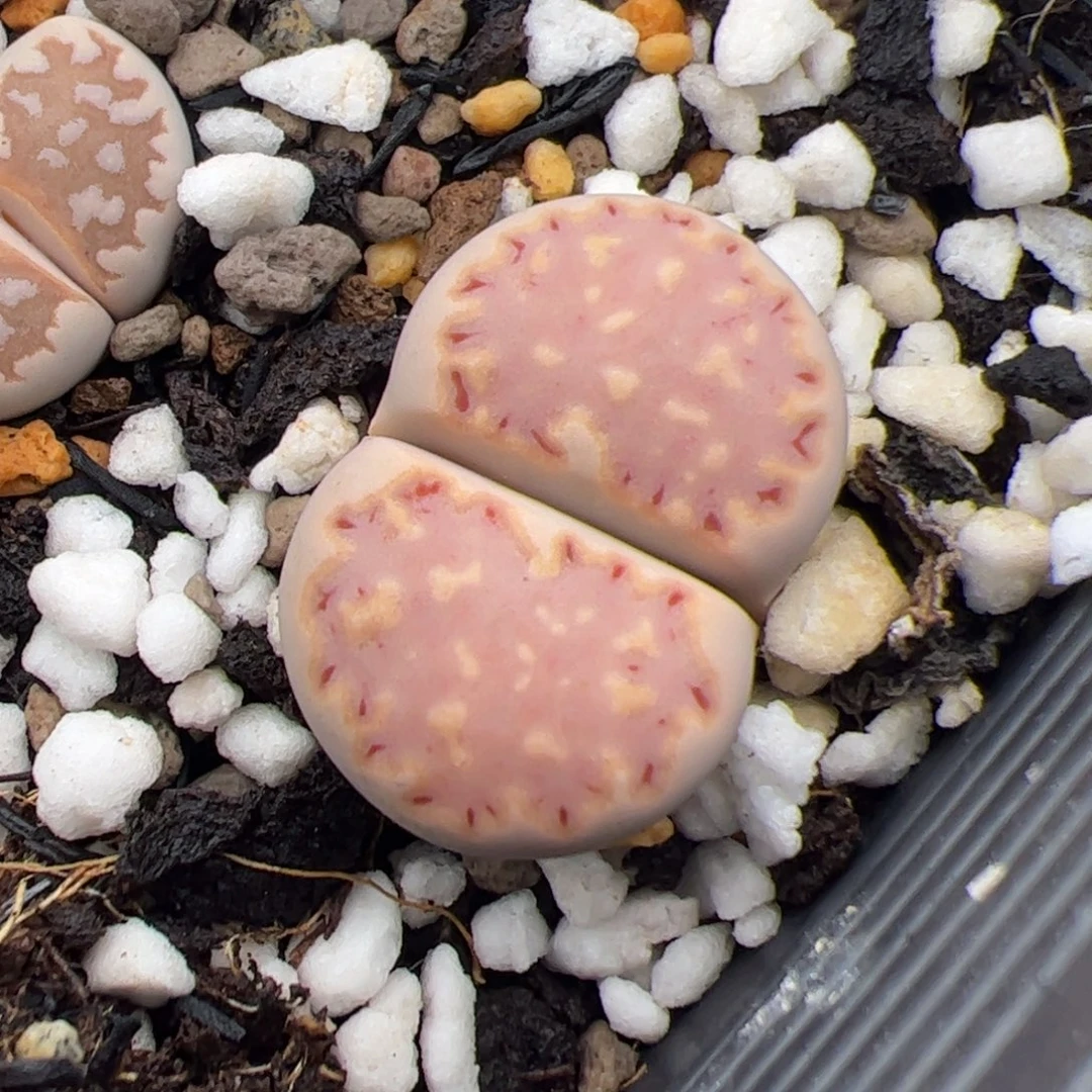 0232号饼干 多肉植物