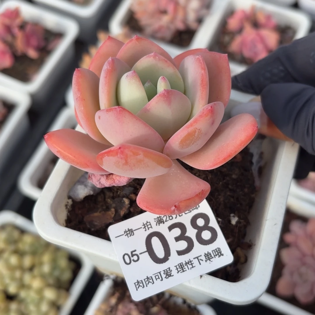 白月光无盆土发货无