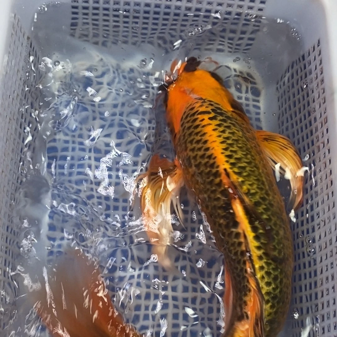 锦鲤冷水金龙包邮
