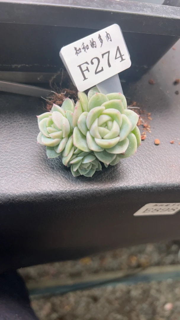 知和的多肉F274专拍链接