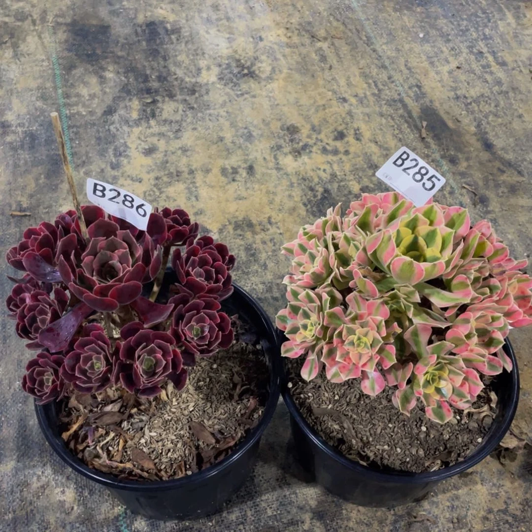 汉***器两颗多肉植物286  285
