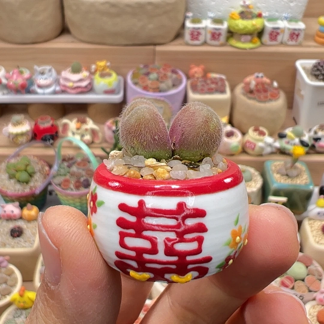 多肉植物156号毛翠滴