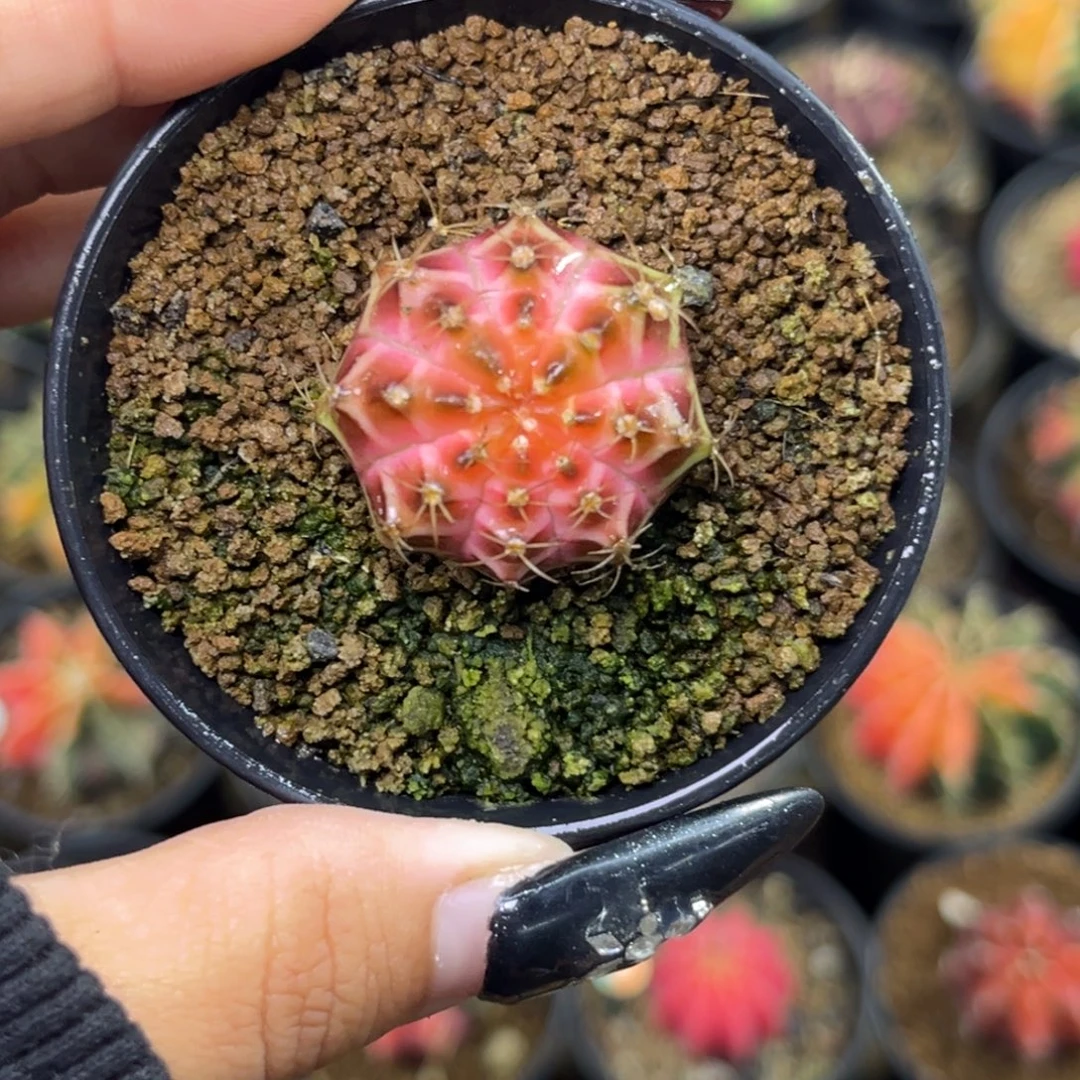 泰系轮回实生 福利捡漏