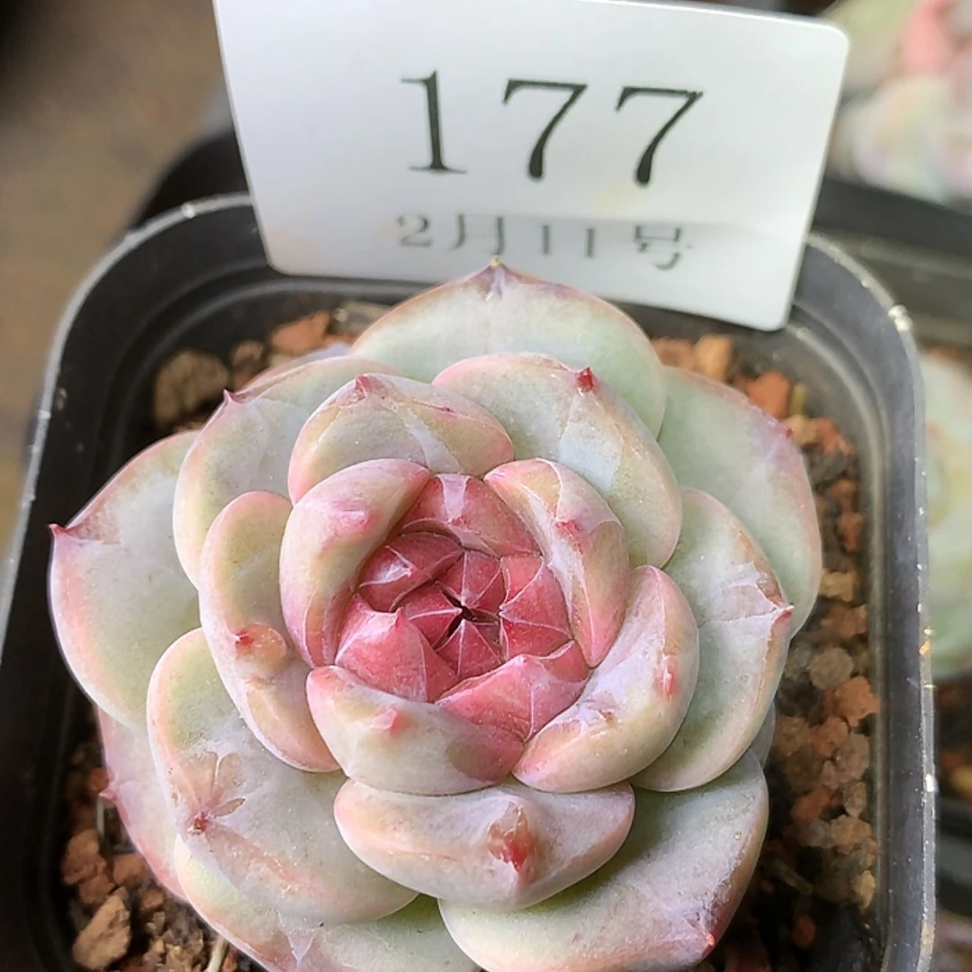 【闪购商品】云177