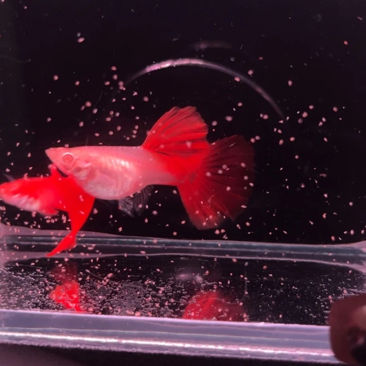 孔雀鱼半月尾红玫瑰1对