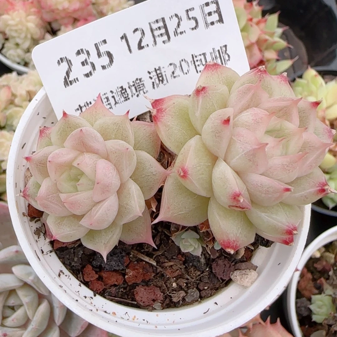 花语多肉1225-235散