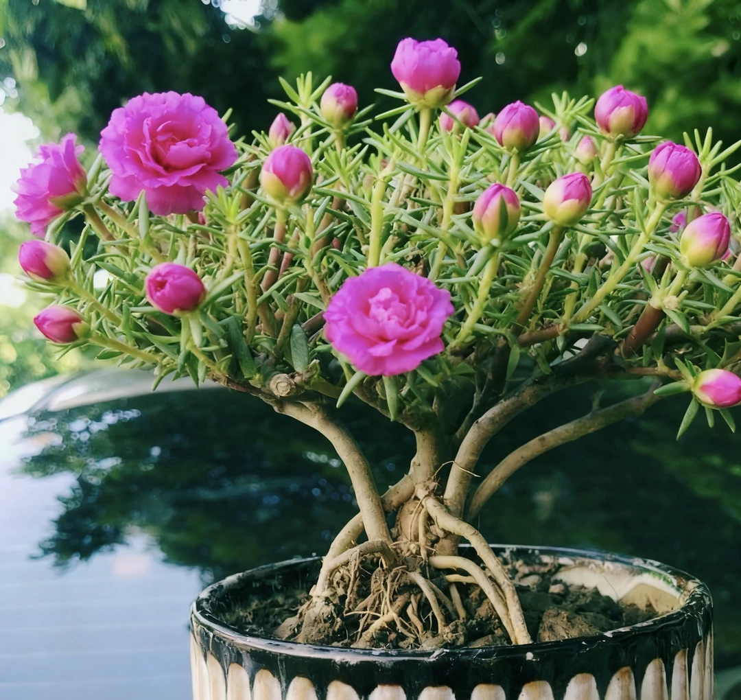 牡丹玫红王重瓣太阳花老桩盆栽原盆原土售卖